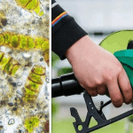 Algae Biofuel
