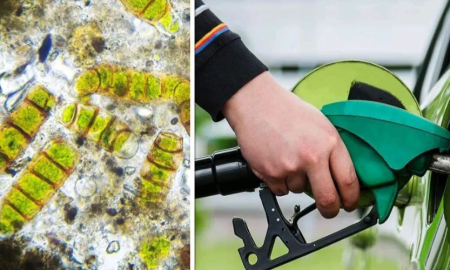 Algae Biofuel